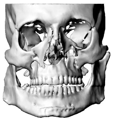 human skull front. model of a human skull